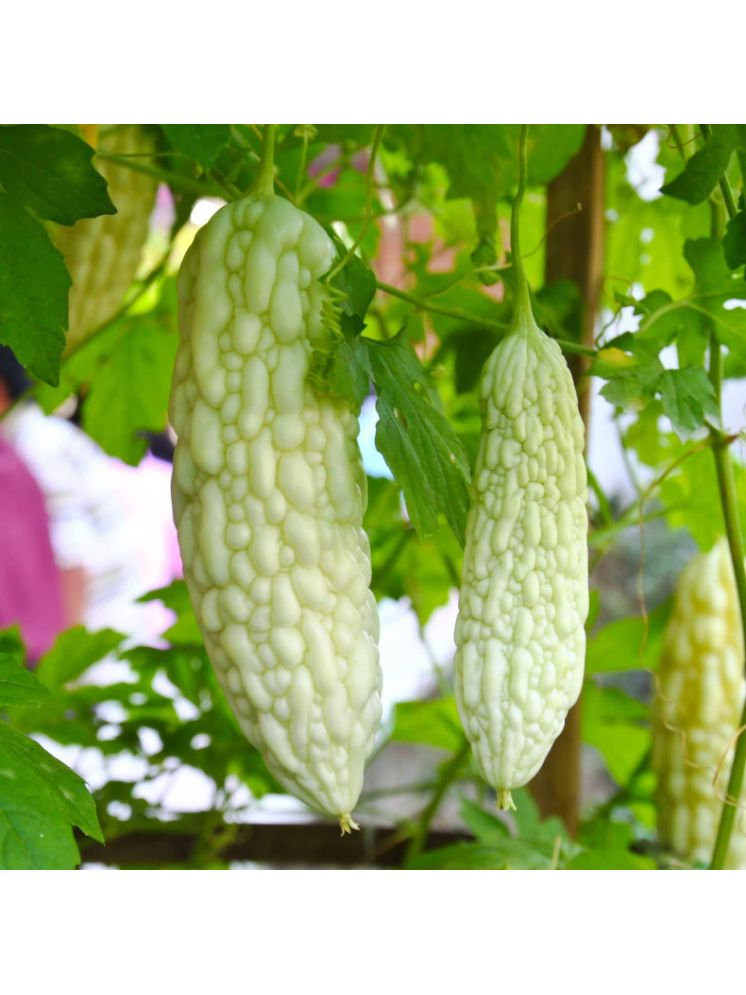     			Jignisha Seeds White Bitter Gourd Vegetable ( 15 Seeds )