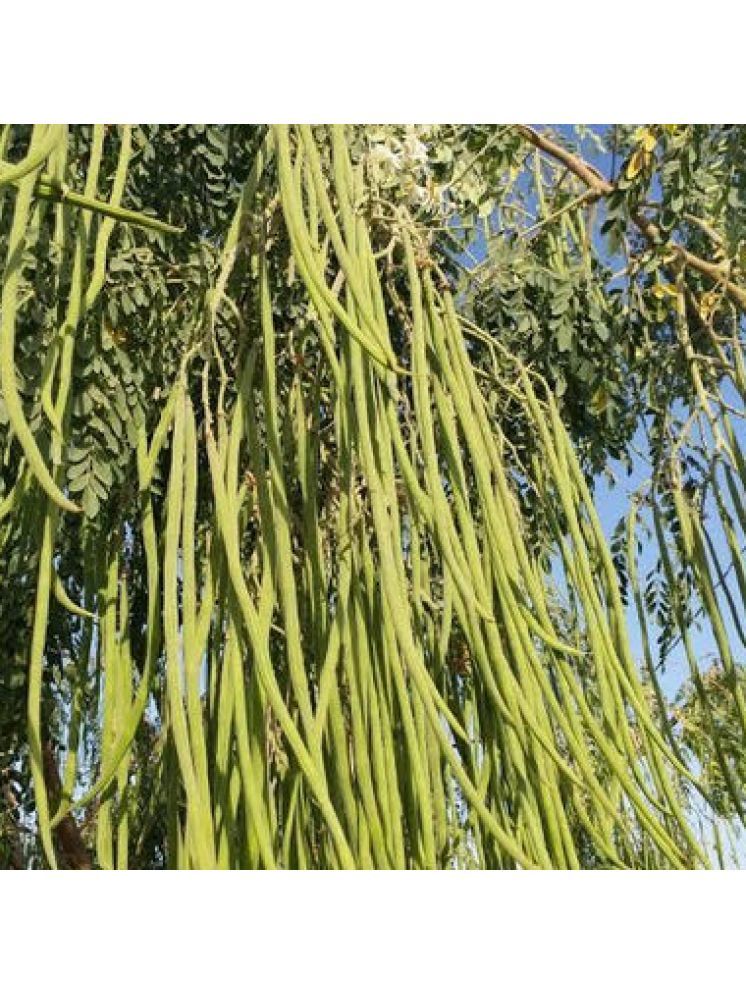     			Jignisha Seeds Hybrid Moringa (Drumstick) Vegetable ( 20 Seeds )