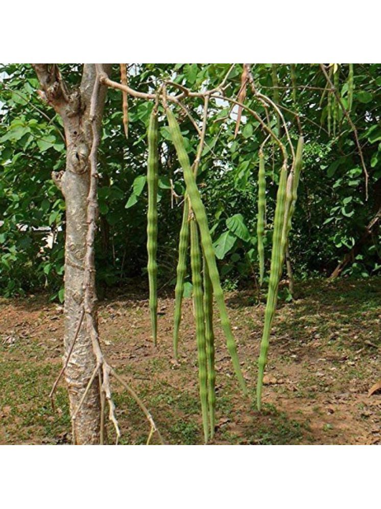     			Jignisha Seeds Moringa (Drumstick) Vegetable ( 20 Seeds )