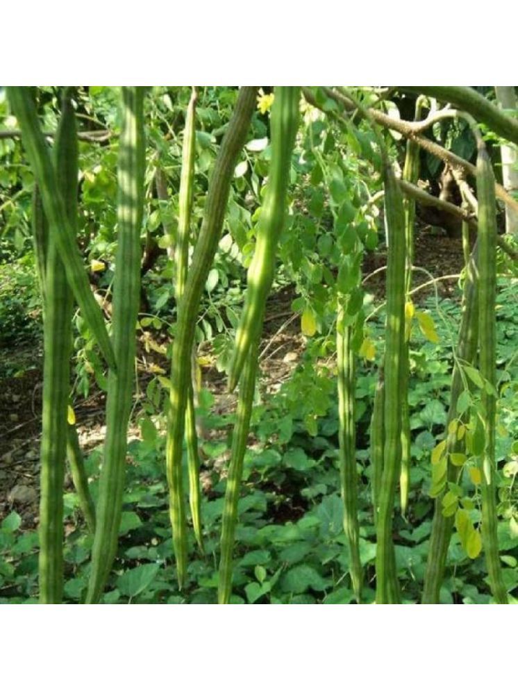     			Jignisha Seeds Organic Moringa (Drumstick) Vegetable ( 20 Seeds )