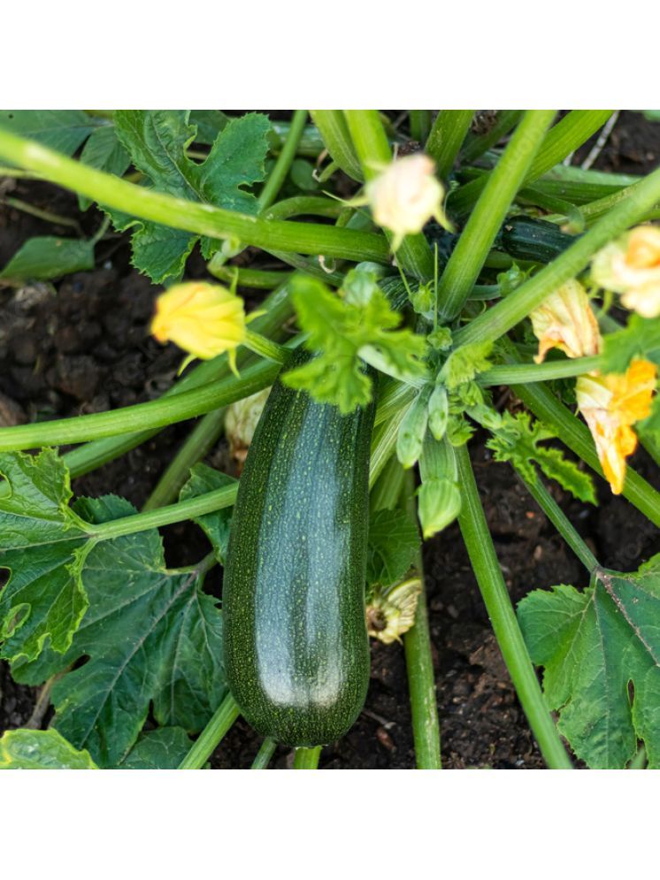     			Jignisha Seeds Hybrid Green Zucchini Vegetable ( 10 Seeds )