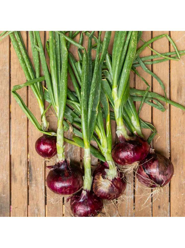     			Jignisha Seeds Hybrid Kanda Vegetable ( 500 Seeds )