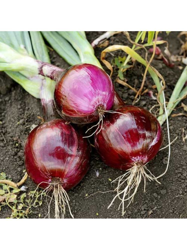     			Jignisha Seeds Hybrid Lal Kanda Vegetable ( 500 Seeds )