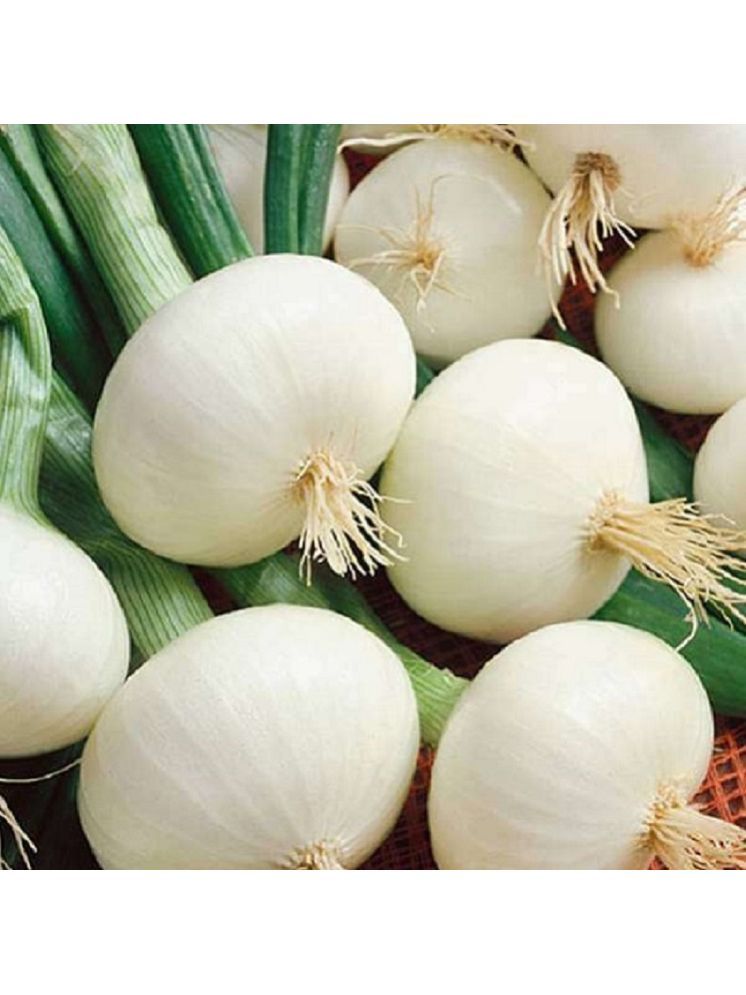     			Jignisha Seeds Hybrid Onion Vegetable ( 500 Seeds )