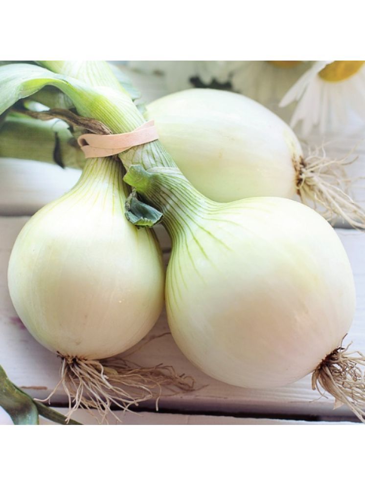     			Jignisha Seeds Hybrid Onion Vegetable ( 500 Seeds )