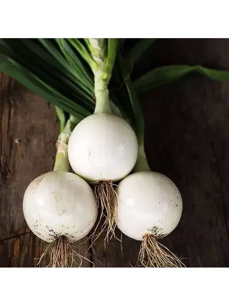     			Jignisha Seeds Hybrid White Onion Vegetable ( 500 Seeds )