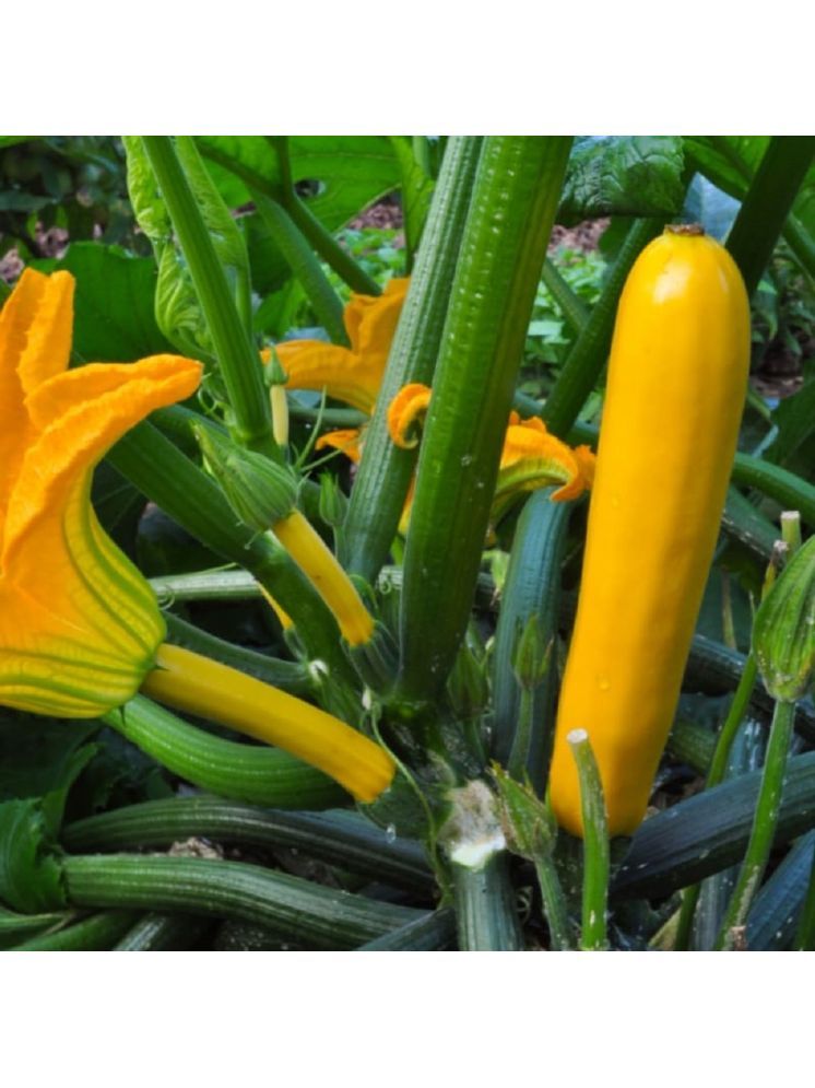     			Jignisha Seeds Hybrid Yellow Zucchini Vegetable ( 10 Seeds )