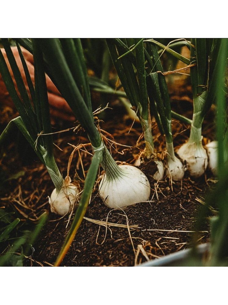     			Jignisha Seeds Organic White Onion Vegetable ( 500 Seeds )