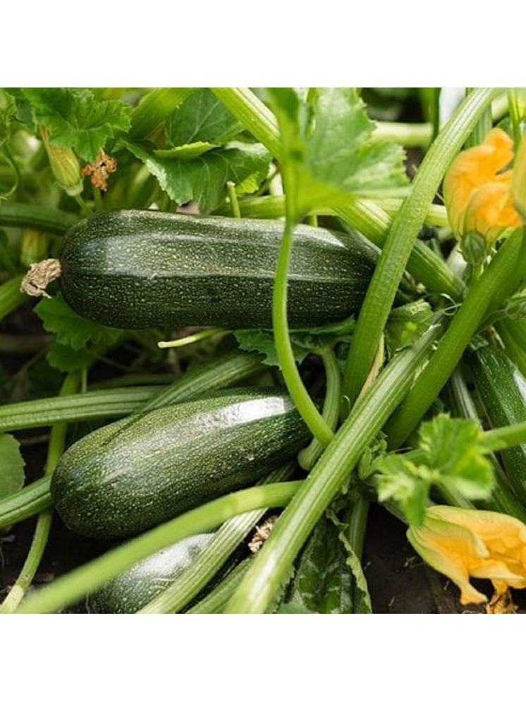     			Jignisha Seeds Organic Green Zucchini Vegetable ( 10 Seeds )