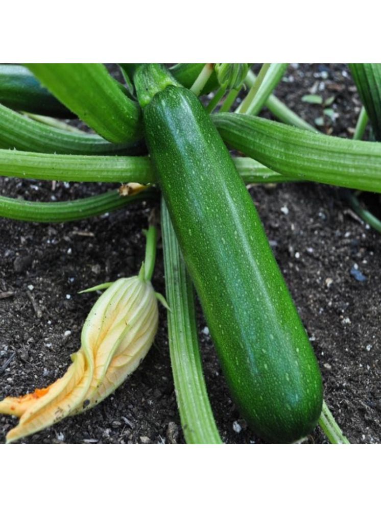     			Jignisha Seeds Organic Green Zucchini Vegetable ( 10 Seeds )