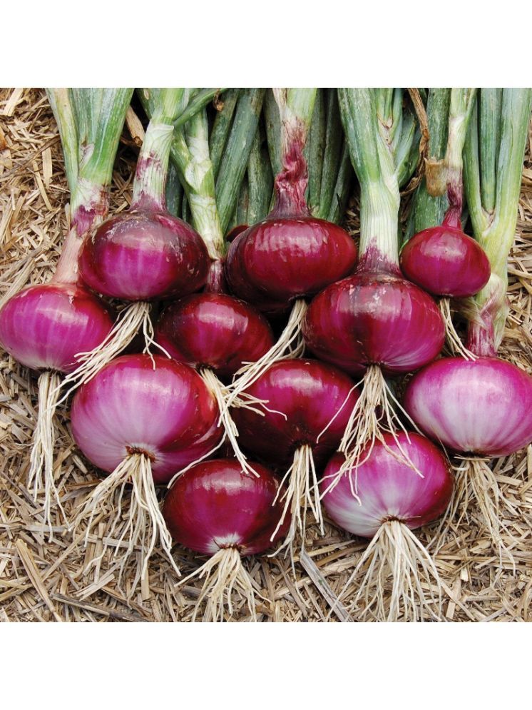     			Jignisha Seeds Red Onion Vegetable ( 500 Seeds )