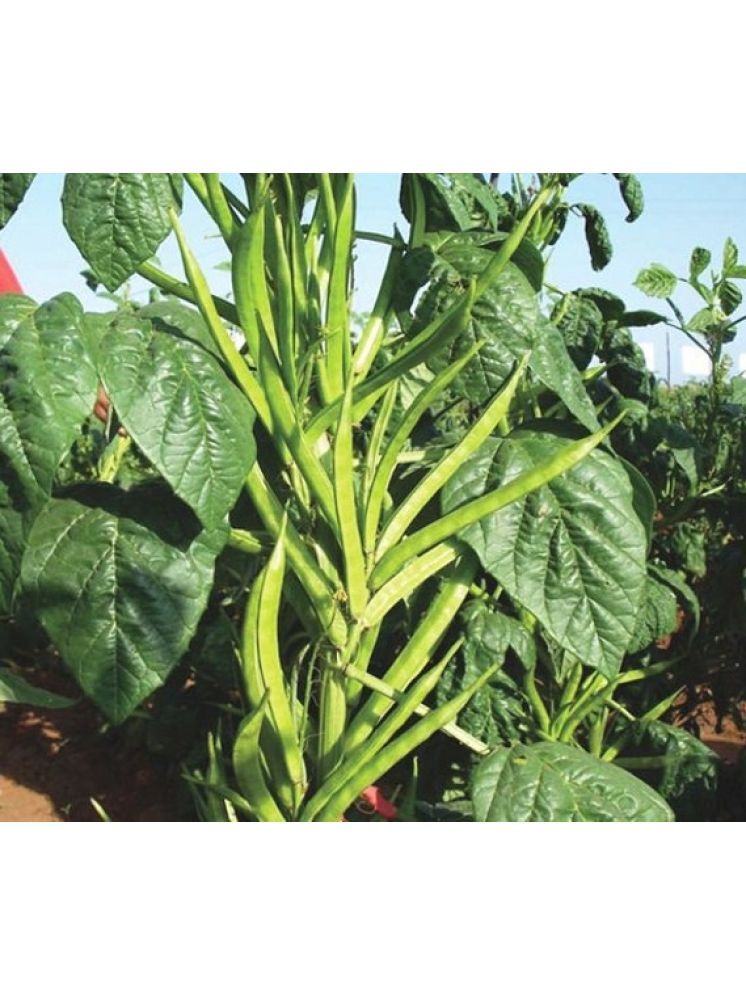     			Jignisha Seeds Cluster Beans Vegetable ( 50 Seeds )