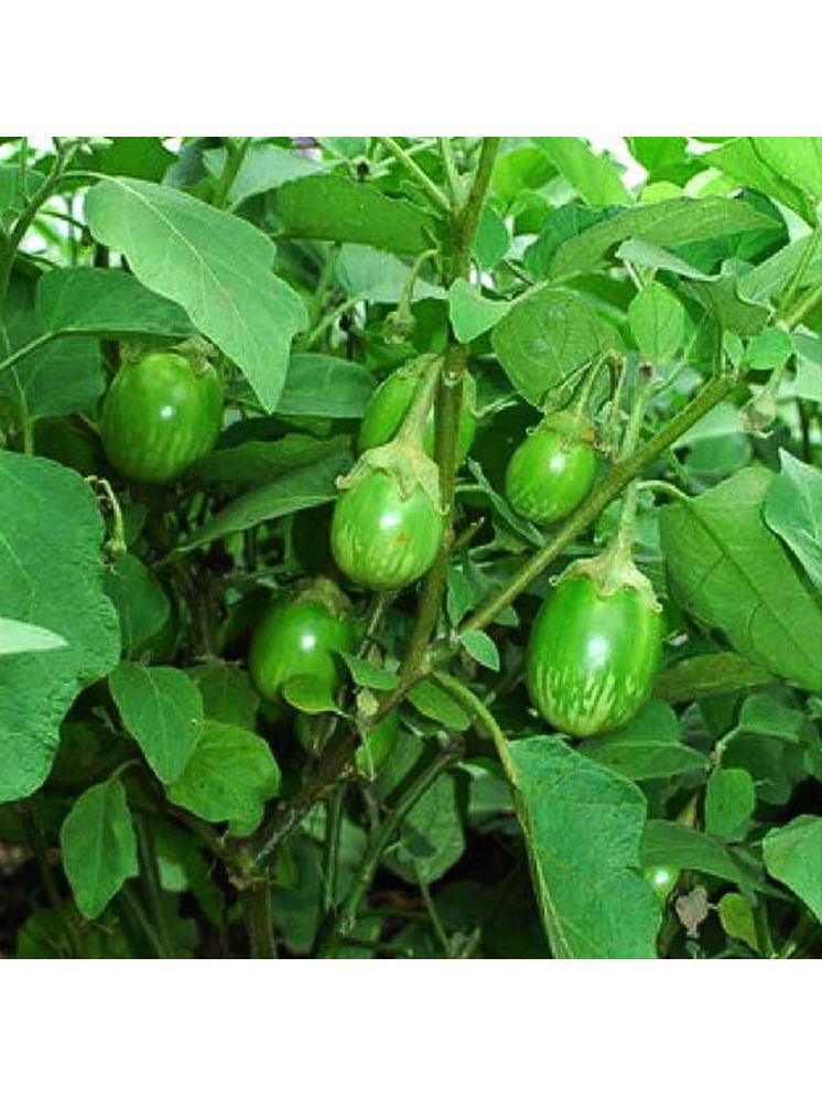     			Jignisha Seeds Green Brinjal Vegetable ( 50 Seeds )