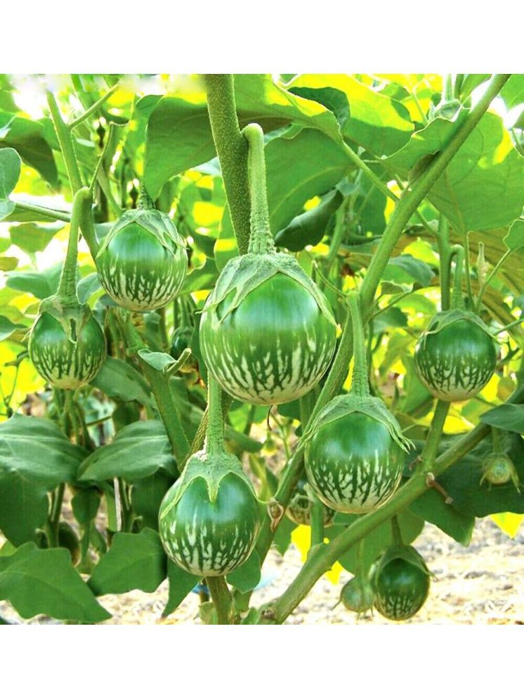     			Jignisha Seeds Green Round Brinjal Vegetable ( 50 Seeds )