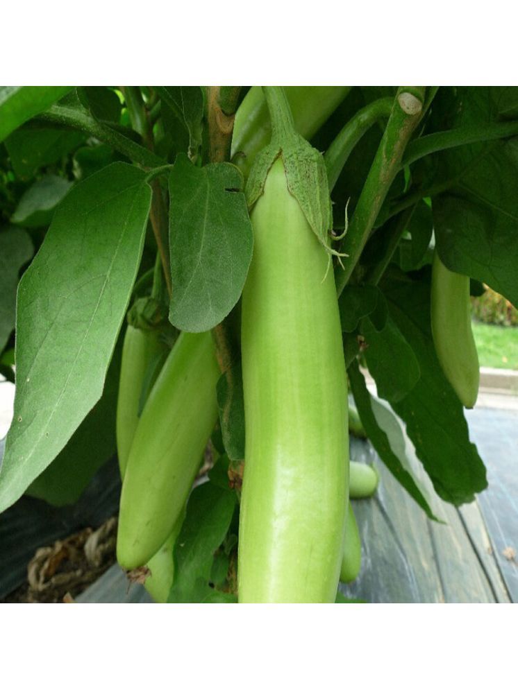     			Jignisha Seeds Hybrid Green Brinjal Vegetable ( 50 Seeds )