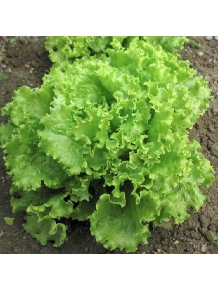     			Jignisha Seeds Hybrid Green Lettuce Vegetable ( 100 Seeds )