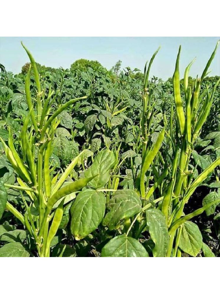     			Jignisha Seeds Hybrid Guar Falli Vegetable ( 50 Seeds )