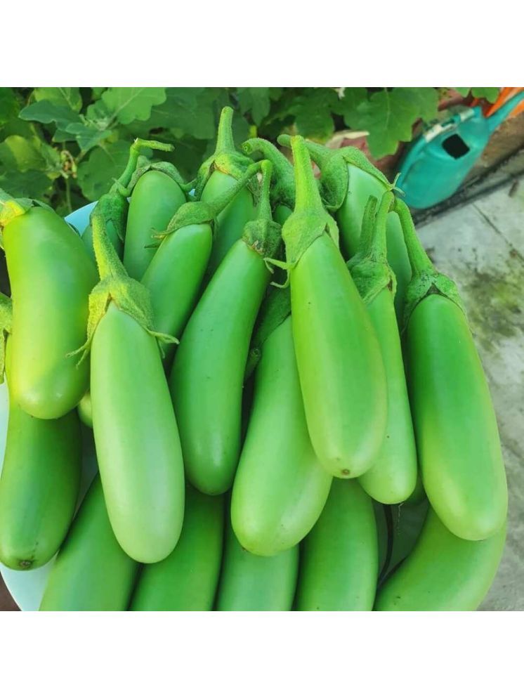     			Jignisha Seeds Organic Green Brinjal Vegetable ( 50 Seeds )