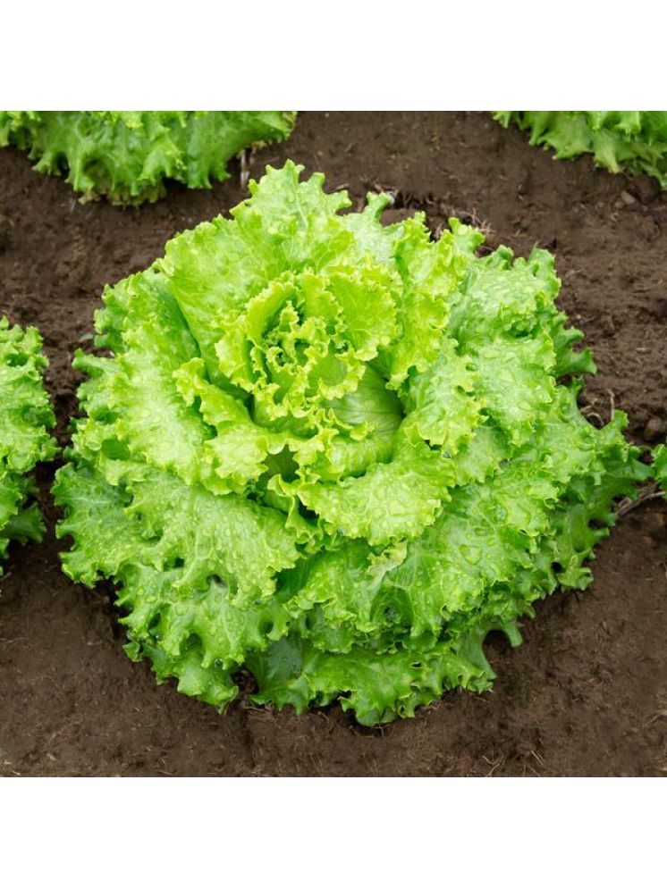     			Jignisha Seeds Organic Green Lettuce Vegetable ( 100 Seeds )