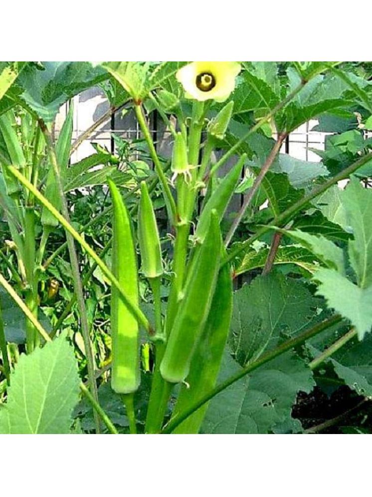     			Jignisha Seeds Organic Okra Vegetable ( 25 Seeds )