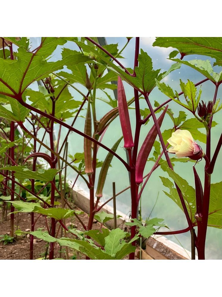     			Jignisha Seeds Hybrid Red Lady Finger Vegetable ( 30 Seeds )