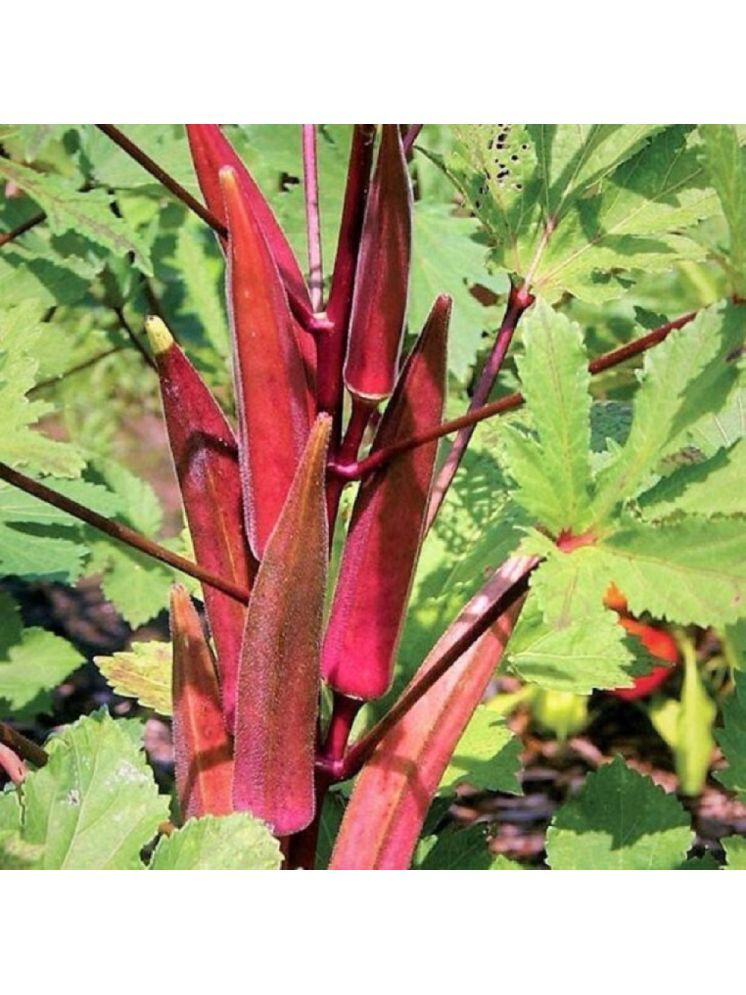     			Jignisha Seeds Organic Red Okra Vegetable ( 15 Seeds )