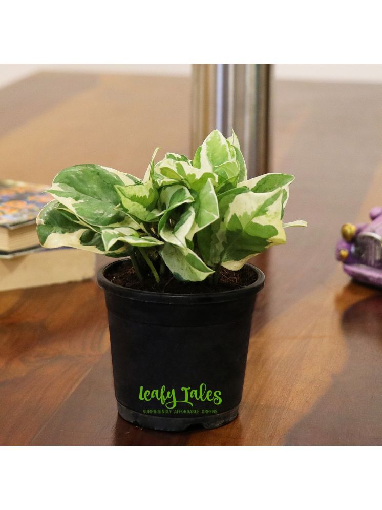     			Leafy Tales Indoor Indoor Plant ( Pack of 1 )