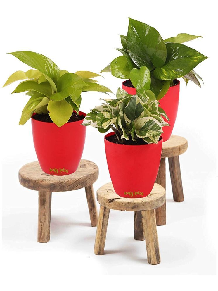     			Leafy Tales Indoor Indoor Plant ( Pack of 4 )