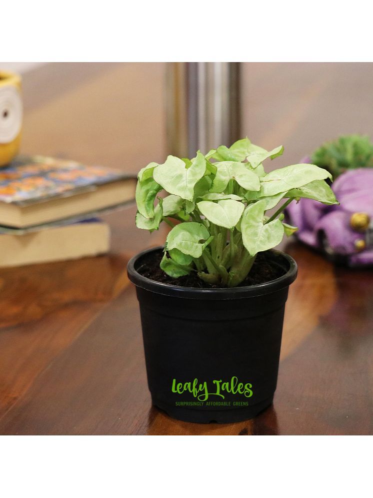     			Leafy Tales Indoor Indoor Plant ( Pack of 1 )