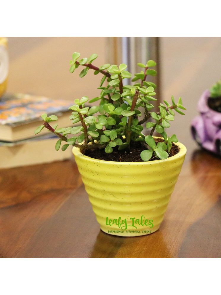     			Leafy Tales Indoor Indoor Plant ( Pack of 1 )