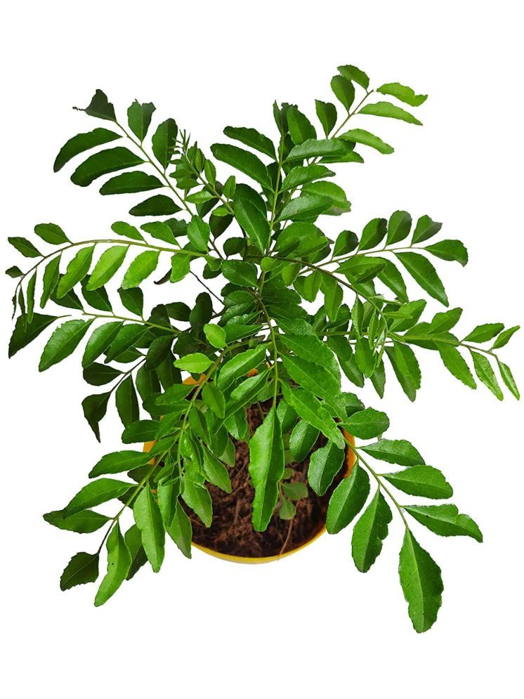     			Leafy Tales Indoor Indoor Plant ( Pack of 1 )