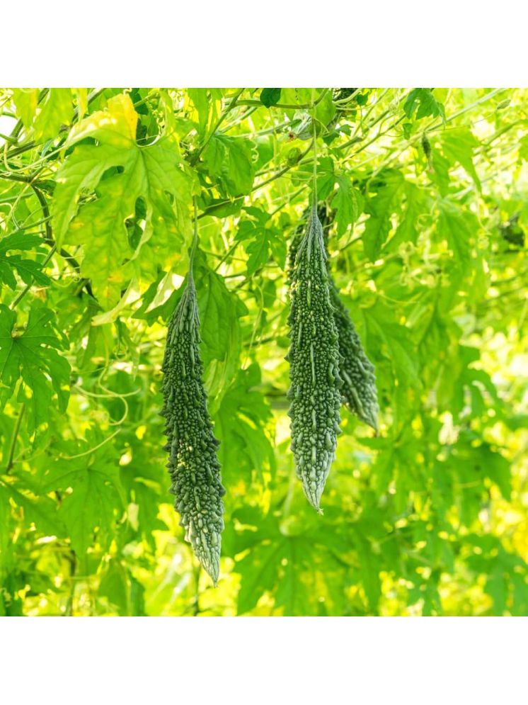     			Jignisha Seeds Organic Karela Vegetable ( 15 Seeds )