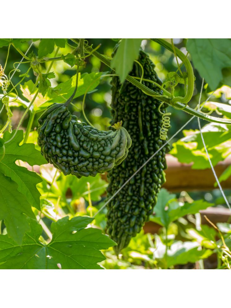     			Jignisha Seeds Hybrid Bitter Gourd Vegetable ( 15 Seeds )