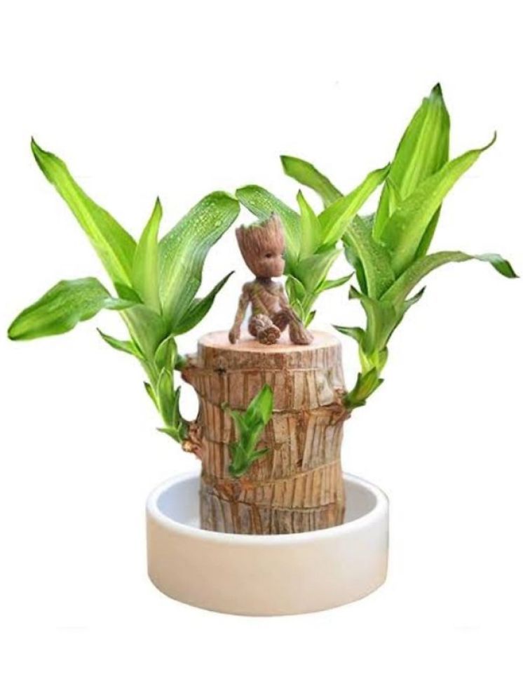     			zello Indoor Bamboo Plant ( Pack of 1 )