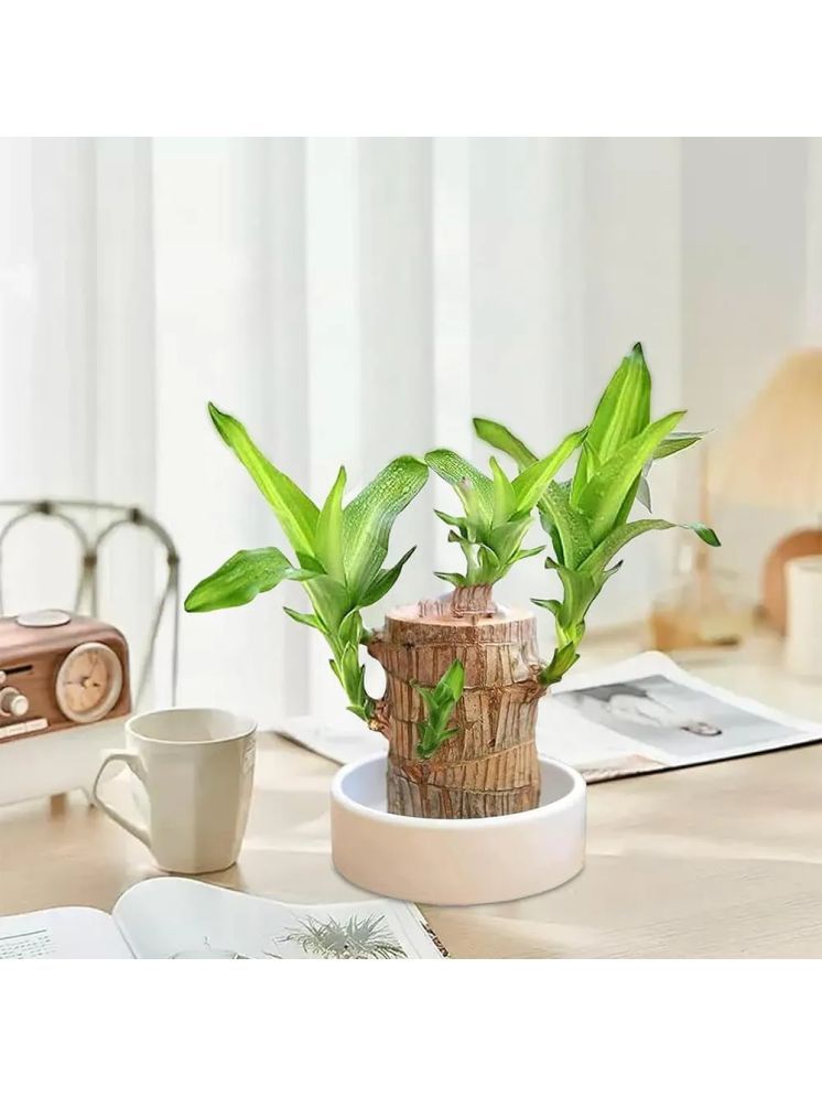     			homeagro Indoor Bamboo Plant ( Pack of 1 )