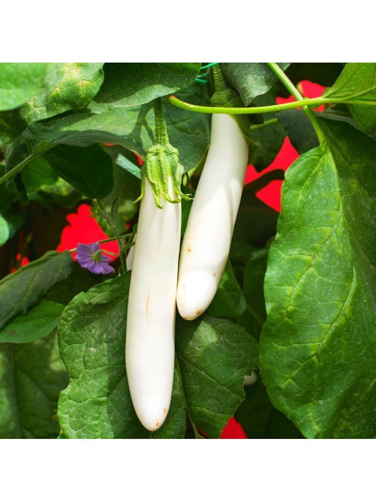     			Jignisha Seeds Hybrid Brinjal Vegetable ( 50 Seeds )