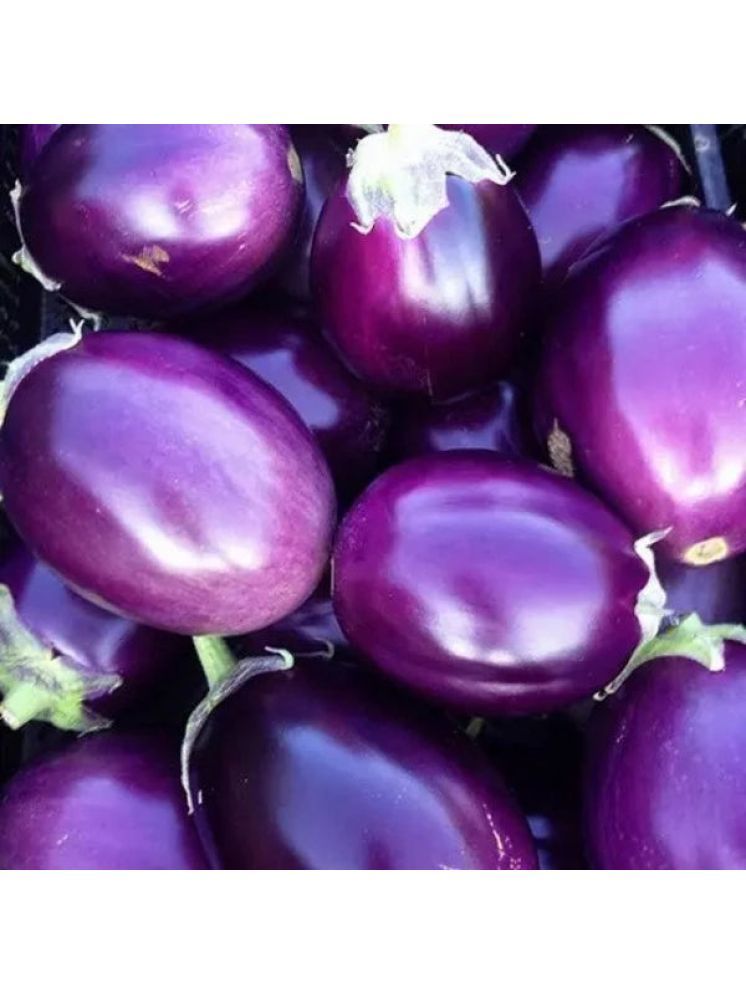     			Jignisha Seeds Hybrid Brinjal Vegetable ( 50 Seeds )