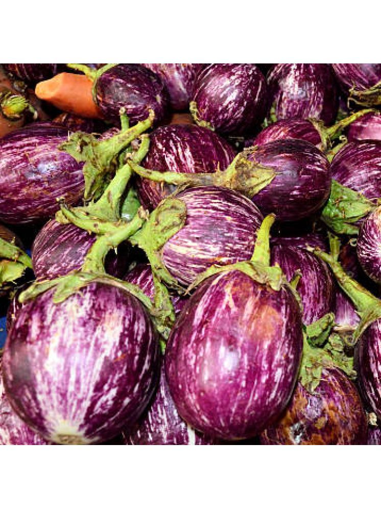     			Jignisha Seeds Hybrid Brinjal Vegetable ( 50 Seeds )