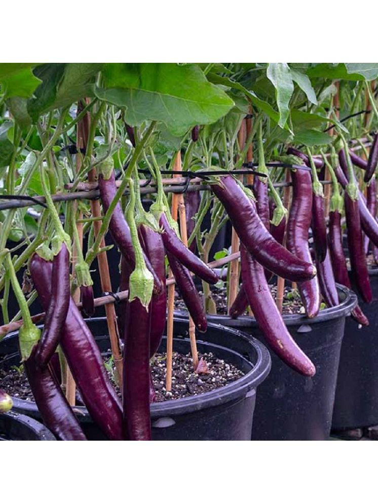     			Jignisha Seeds Hybrid Brinjal Vegetable ( 50 Seeds )