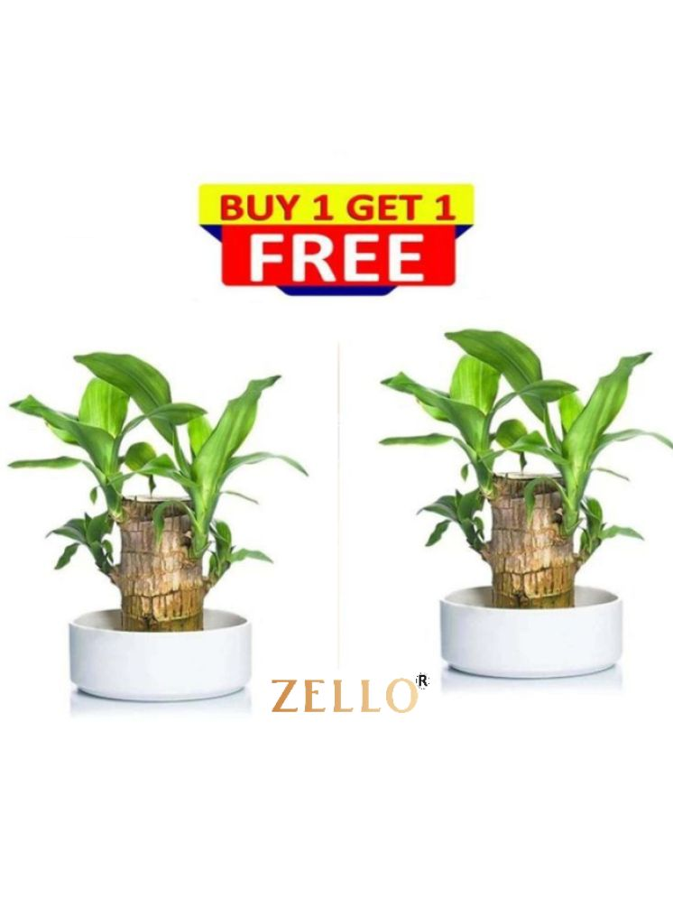     			homeagro Indoor Bamboo Plant ( Pack of 2 )