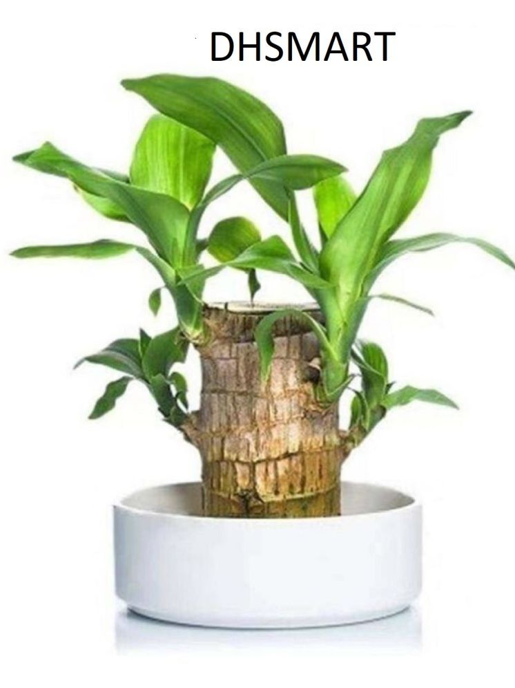     			DHS Mart Indoor Bamboo Plant ( Pack of 1 )