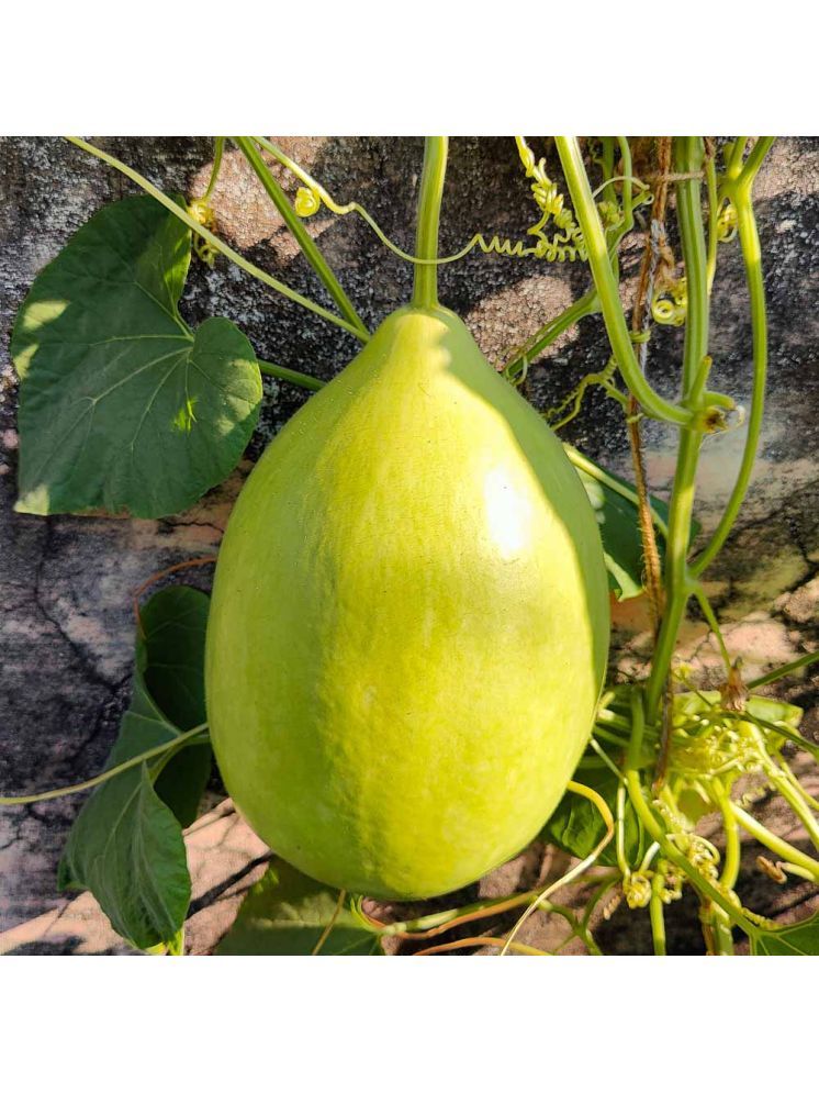     			Jignisha Seeds Hybrid Round Bottle Gourd Vegetable ( 20 Seeds )