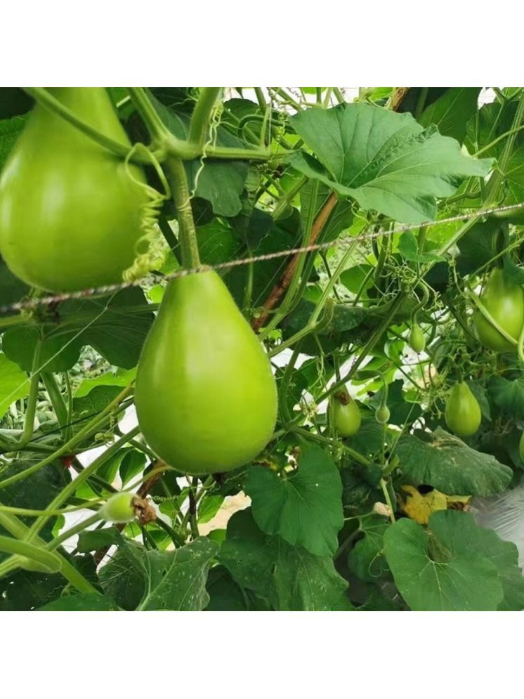     			Jignisha Seeds Round Bottle Gourd Vegetable ( 15 Seeds )