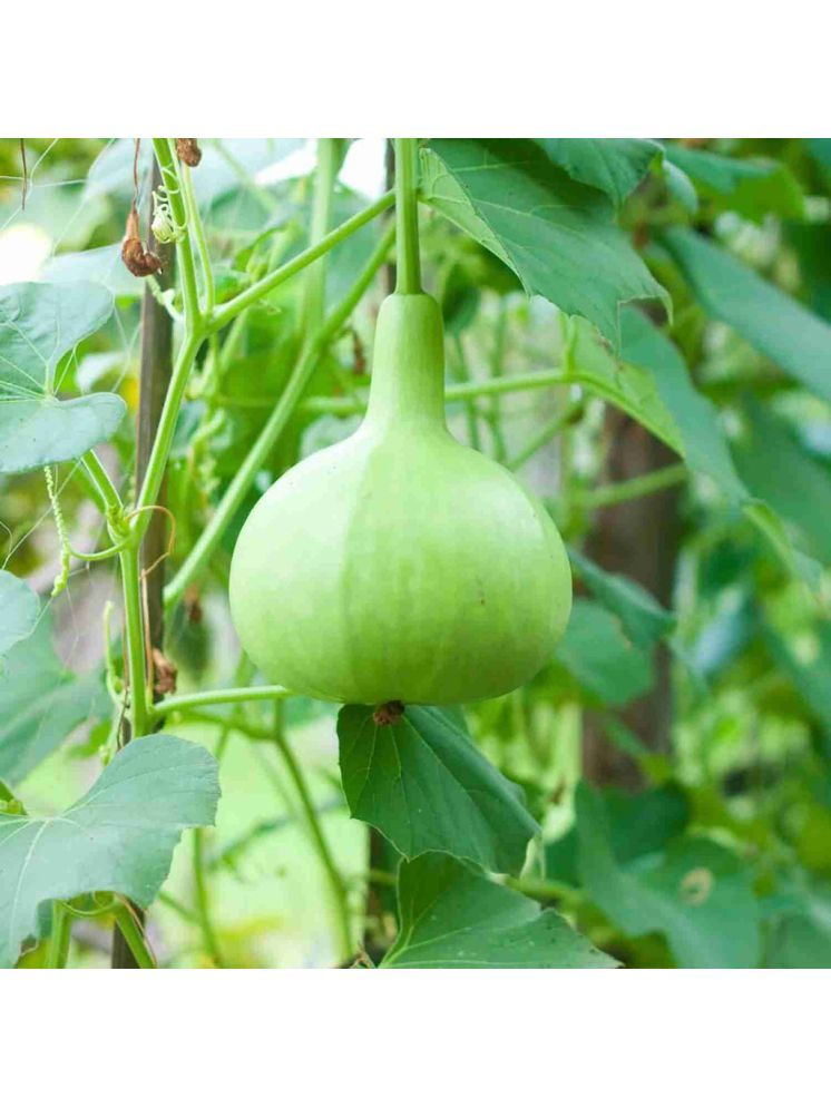     			Jignisha Seeds Round Bottle Gourd Vegetable ( 20 Seeds )