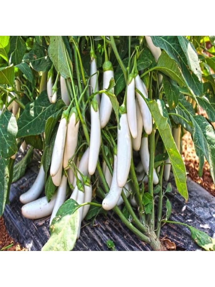     			Jignisha Seeds Eggplant Vegetable ( 50 Seeds )