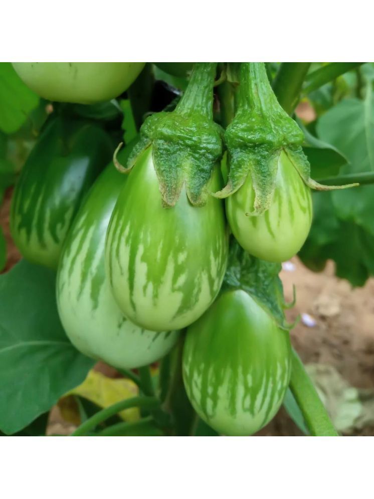     			Jignisha Seeds Organic Eggplant Vegetable ( 50 Seeds )