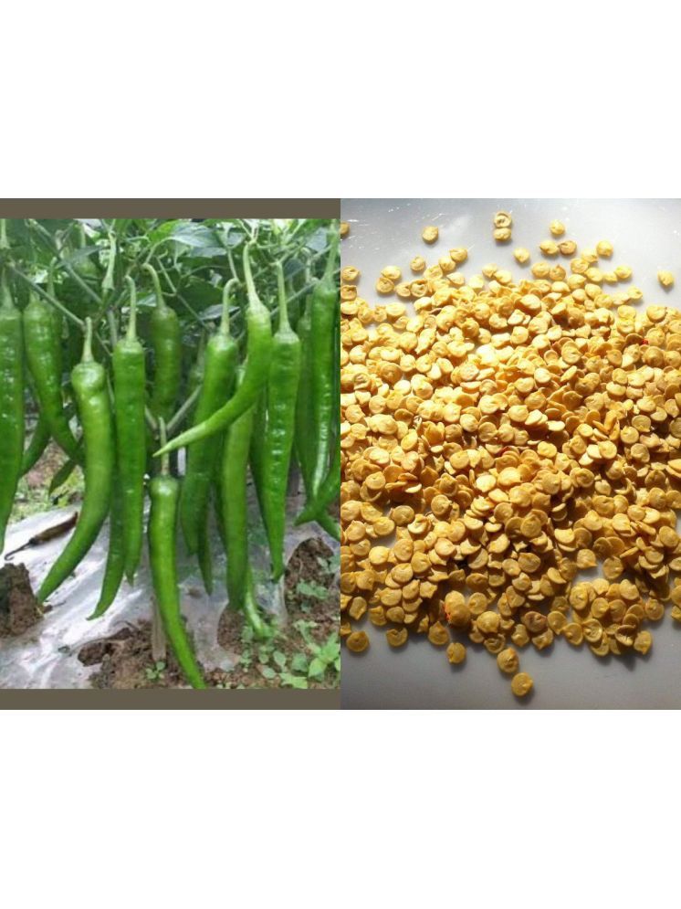     			Jignisha Seeds Green Chilli Vegetable ( 50 Seeds )