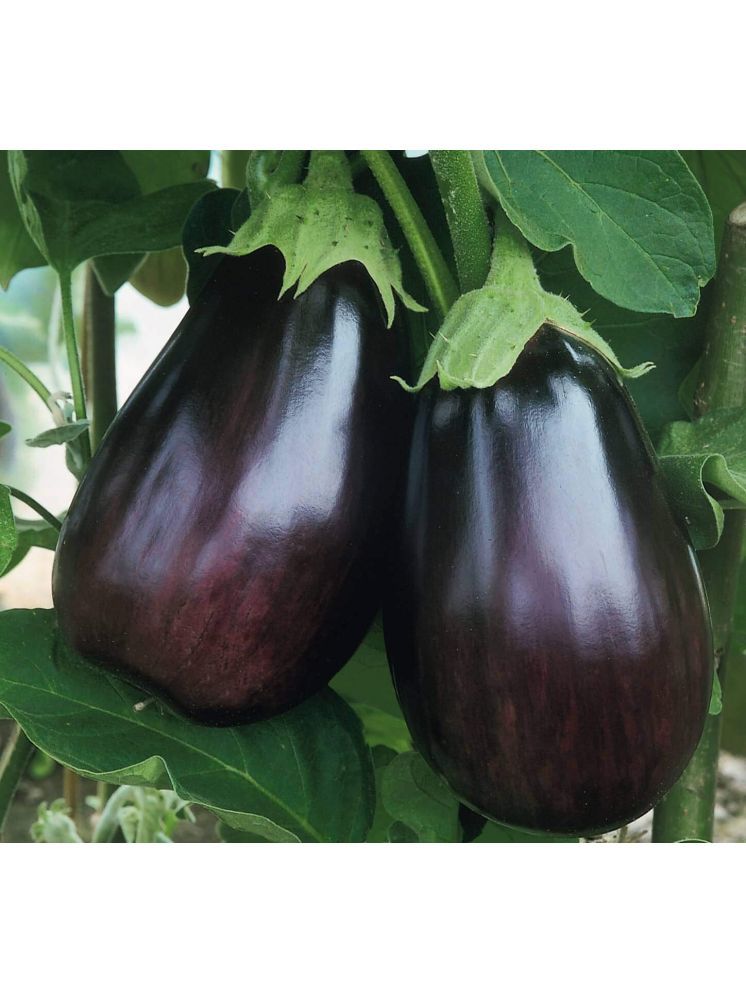     			Jignisha Seeds Eggplant Vegetable ( 50 Seeds )