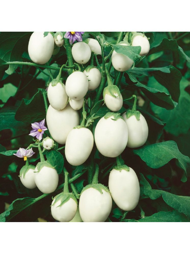     			Jignisha Seeds Organic Eggplant Vegetable ( 50 Seeds )