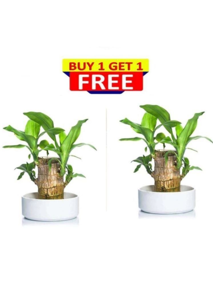     			MB Trading Indoor Two Layer Lucky Bamboo Plant Plant ( Pack of 2 )